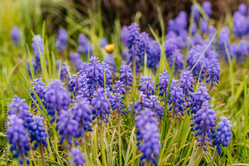 Blue muscari flowers close up. Early spring flowers. 