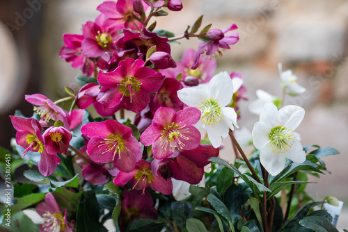 Helleborus  white and burgundy hellebore