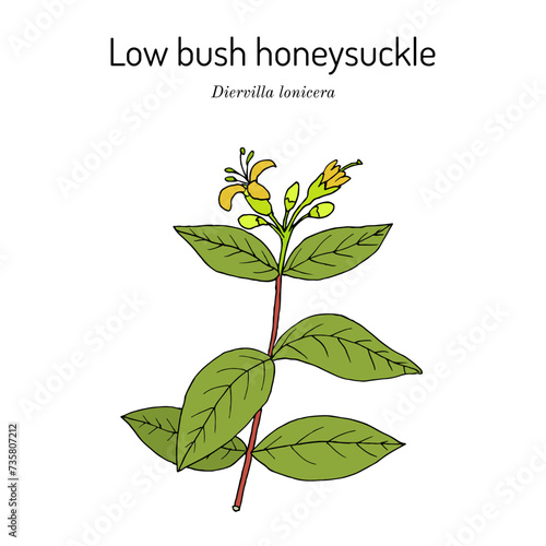 Low bush honeysuckle (Diervilla lonicera,), medicinal plant photo