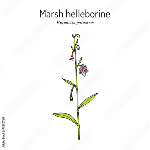 Marsh helleborine (Epipactis palustris), medicinal plant