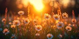 A picturesque meadow decorated with colorful flowers, shrouded in the golden sunlight of a summer sunset.