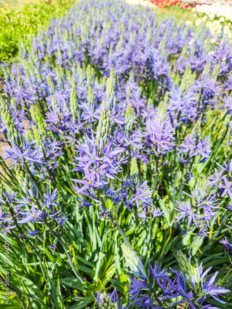 Obraz premium Great camas