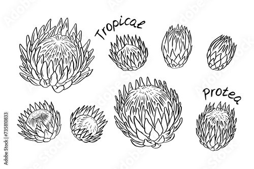 Set of tropical protea flowers black and white line art. Monochrome floral collection.
