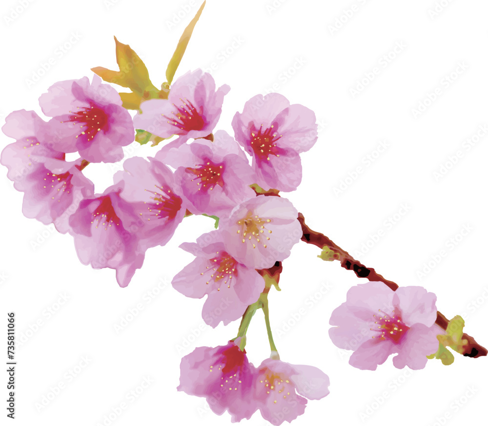 手描き風の枝付きの桜イラスト
