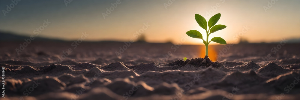 Fototapeta premium a young plant sprouts from the ground in a barren field