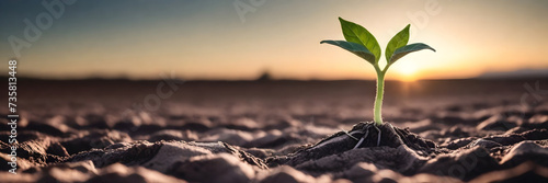 a young plant sprouts from the ground in a barren field