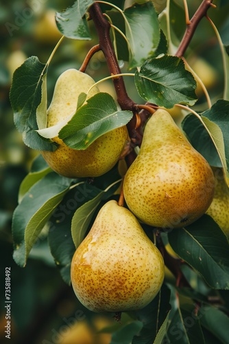 A Group of Pears Hanging From a Tree