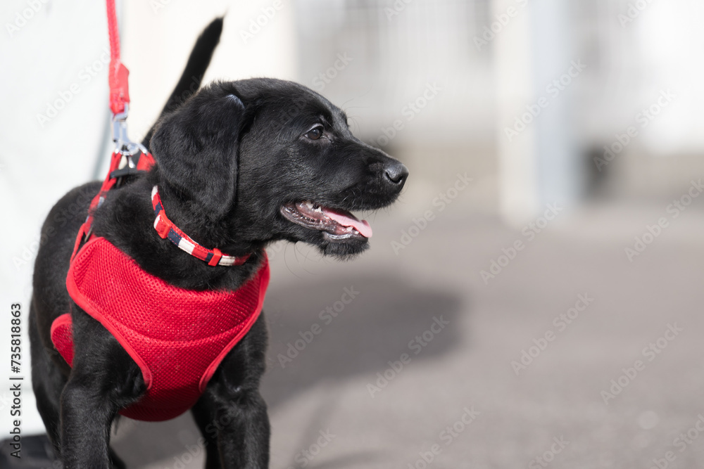パピー期のお散歩 社会化を楽しむ犬 パピー期のお散歩 社会化を楽しむ犬