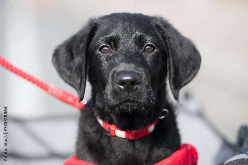 犬の社会化訓練 大型犬の子犬(パピー)期のカートでの散歩 カメラ目線のクローズアップ 犬の社会化訓練 大型犬の子犬(パピー)期のカートでの散歩 カメラ目線のクローズアップ