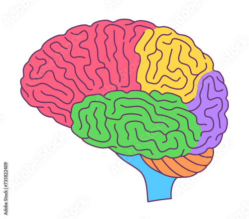 Human brain illustration with lobes colored