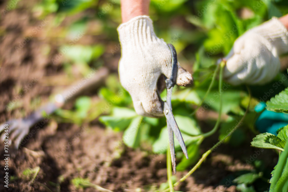 Obraz premium The farmer takes care of the plants in the vegetable garden on the farm. Gardening and plantation concept. Agricultural plants growing in garden beds