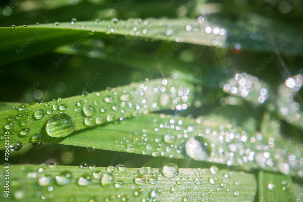 Closeup of lush uncut green grass with drops of dew in soft morning light. Beautiful natural rural landscape for nature-themed design and projects Closeup of lush uncut green grass with drops of dew in soft morning light. Beautiful natural rural landscape for nature-themed design and projects