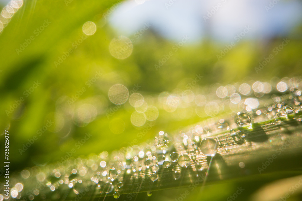 Closeup of lush uncut green grass with drops of dew in soft morning light. Beautiful natural rural landscape for nature-themed design and projects Closeup of lush uncut green grass with drops of dew in soft morning light. Beautiful natural rural landscape for nature-themed design and projects