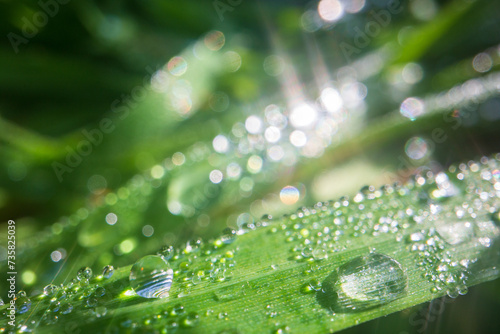 Closeup of lush uncut green grass with drops of dew in soft morning light. Beautiful natural rural landscape for nature-themed design and projects