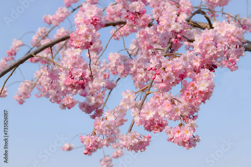 Weeping cherry tree in Japanese garden. Sakura flowers. 