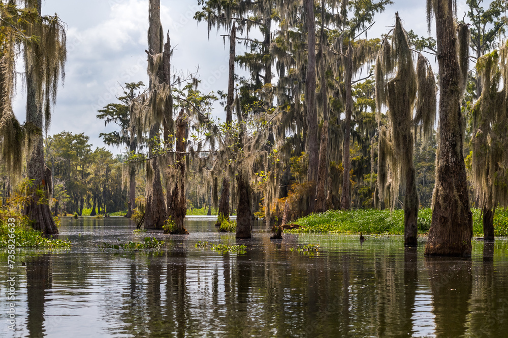 Mossy cypress trees reflected in the famous Lake Martin in Louisiana 