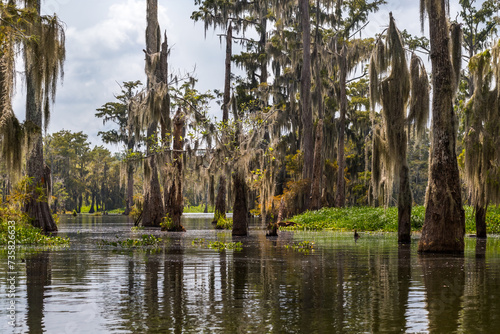 Mossy cypress trees reflected in the famous Lake Martin in Louisiana 