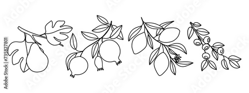 Set branches with figs, pomegranates, lemons, blueberries and leaves. Modern one-line drawing. Vector illustration. Stroke art