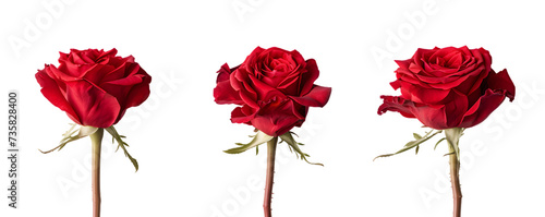 red rose set flower close-up isolated on white or transparent background 