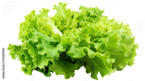 Fresh green lettuce vegetables on transparent background