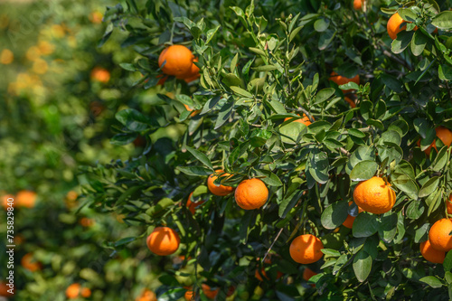 juicy oranges on tree branches in Cyprus 1