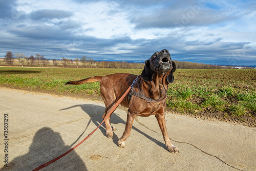 barking tracker dog in detail