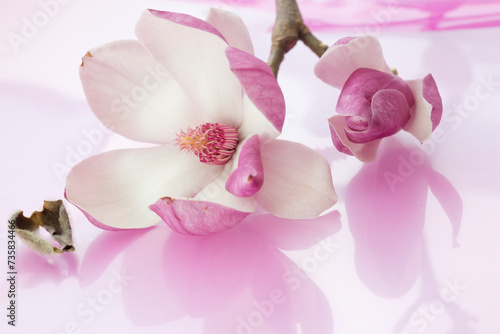 Magnolia liliiflora Nigra branch with one closed pink blossom and one open flower with white petals and flower center with purple anthers and pistils reflected on light rose background