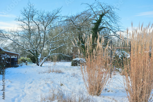 Snow-covered natural park with trees, shrubs and tall miscanthus. photo