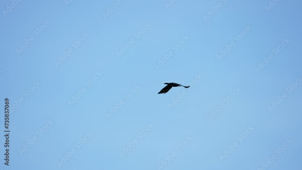 Bird fly in the sky. crow flying through the sky gliding in slow motion. Raven bird Bird fly in the sky. crow flying through the sky gliding in slow motion. Raven bird
