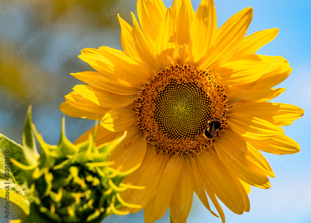 Obraz premium Beautiful fully bloomed sunflowers