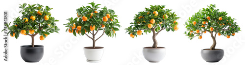 Decorative fruit trees in porcelain pots on a transparent or white background photo