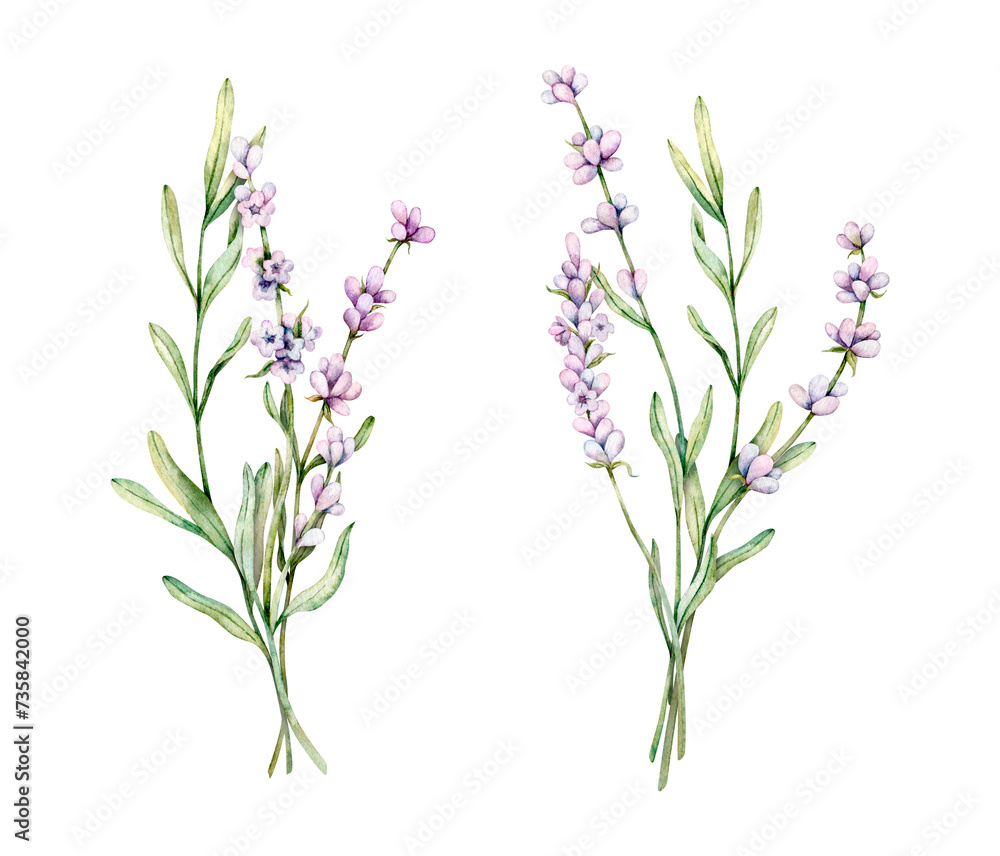 Naklejka premium Watercolor set of Lavender flowers. Hand drawn botanical illustration of lavender bouquet for wedding invitation, logo, cards, packaging and labeling