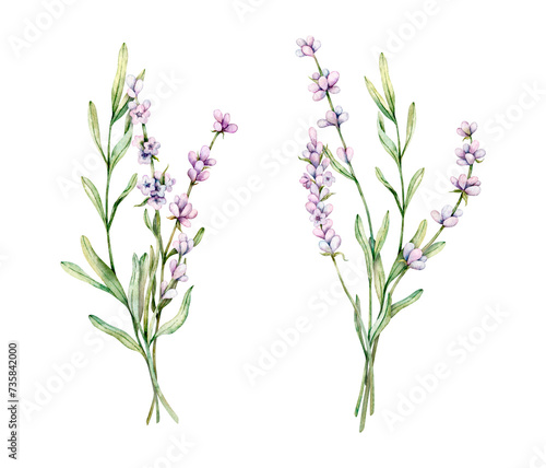 Watercolor set of Lavender flowers. Hand drawn botanical illustration of lavender bouquet for wedding invitation, logo, cards, packaging and labeling