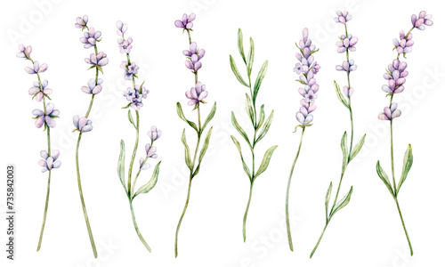 Watercolor set of Lavender flower. Floral Clipart. Hand drawn botanical illustration of lavender branch for wedding invitation, logo, cards, packaging and labeling