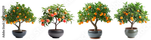 Decorative fruit trees in porcelain pots on a transparent or white background