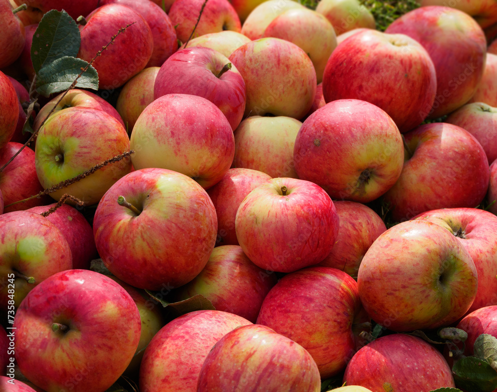 Harvest of fresh red apples. Colorful ripe apples lie in a large pile on the ground in the garden. Harvest of fresh red apples. Colorful ripe apples lie in a large pile on the ground in the garden.