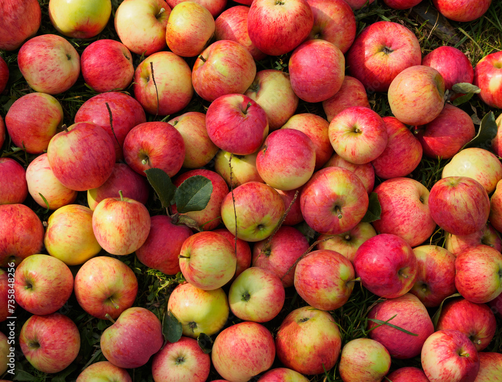 Harvest of fresh red apples. Colorful ripe apples lie in a large pile on the ground in the garden. Harvest of fresh red apples. Colorful ripe apples lie in a large pile on the ground in the garden.