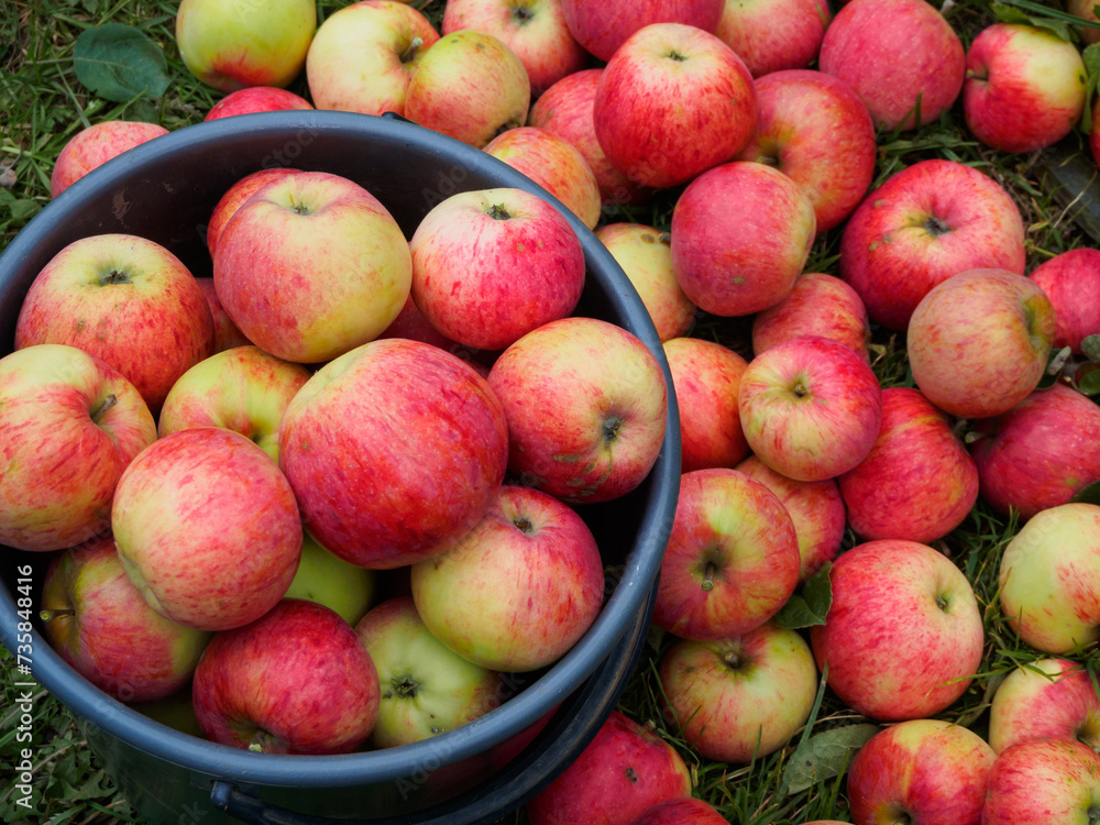 Harvest of fresh red apples. Colorful ripe apples lie in a large pile on the ground in the garden. Harvest of fresh red apples. Colorful ripe apples lie in a large pile on the ground in the garden.