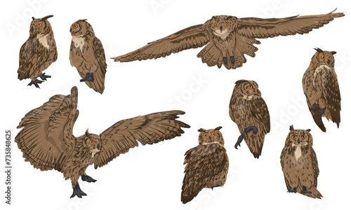 Eurasian eagle owl Bubo bubo set. Wild night birds of prey of the forest. Realistic vector animal