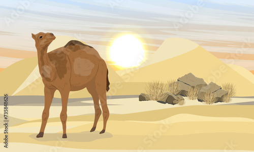 A dromedary camel walks through a desert with dunes. Realistic vector landscape