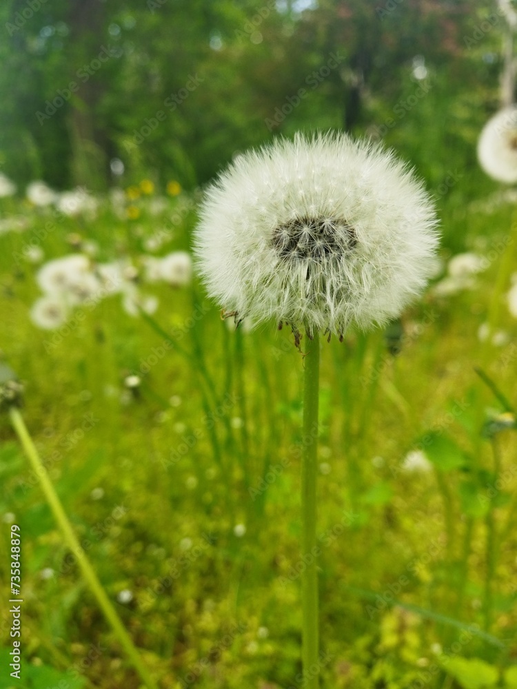 dandelion on the grass dandelion on the grass
