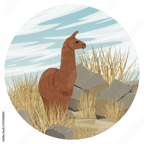 Round composition. Brown llama standing in a rocky steppe with dry grass and stones. Vector realistic landscape