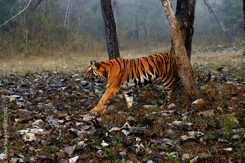 Bengal tiger or Indian tiger (Panthera tigris tigris), the tigress patrols its territory. Typical behavior of a big cat in the wild. A big tiger in a typical dry tropical forest landscape in India. photo