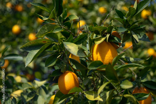 juicy oranges in winter in Cyprus 8