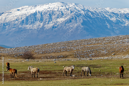 A herd of wild horses in Livno with Kamešnica mountain in the background covered with snow. Animal and wildlife.