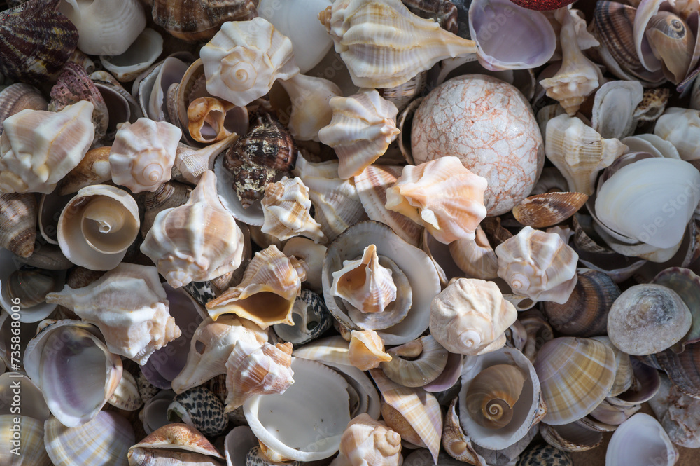 Mediterranean shells collected on the beach in Cyprus 3