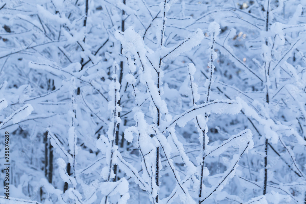 Winter trees Winter trees