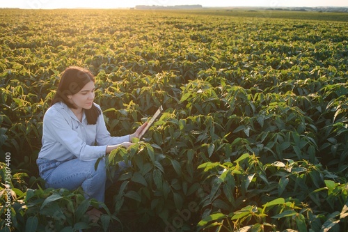 Female farmer or agronomist examining green soybean plants in field