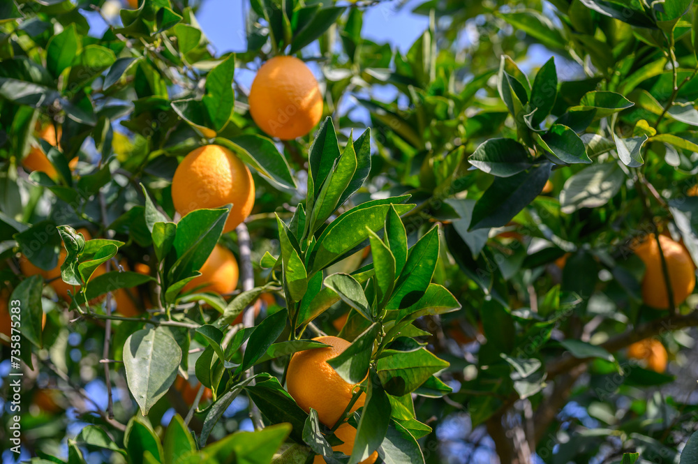 juicy oranges on tree branches in Cyprus 3 juicy oranges on tree branches in Cyprus 3