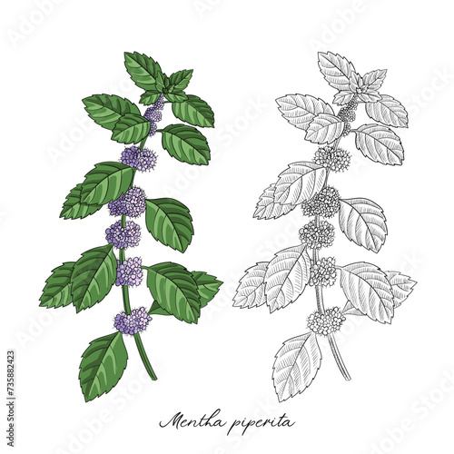 vector drawing peppermint flower, Mentha piperita, hand drawn illustration